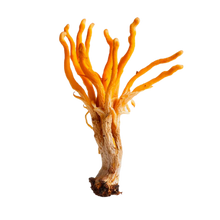 Cordyceps — 25 mg
