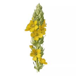 Mullein Extract